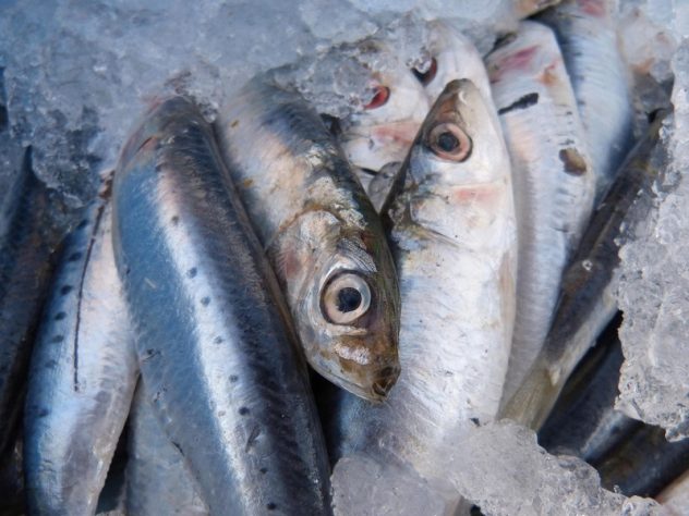 Sardinha
