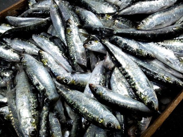 Sardinha