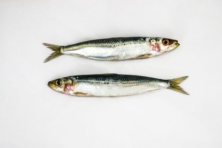 Sardinha
