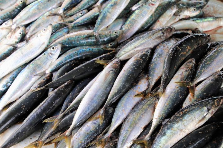 Sardinha
