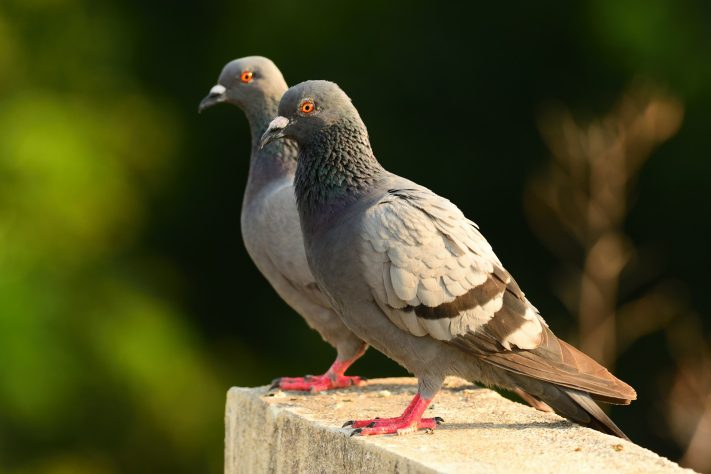 Pombo-comum
