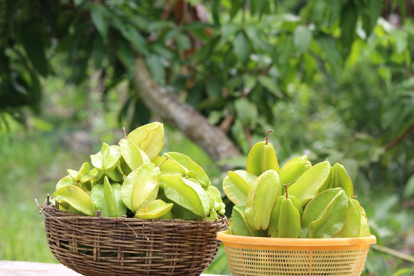 As fibras da carambola também atuam como um probiótico, fortalecendo as bactérias benéficas do intestino e melhorando o trânsito intestinal.