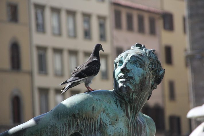 Pombo-comum
