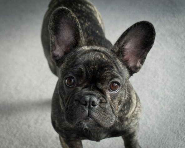 Buldogue Francês