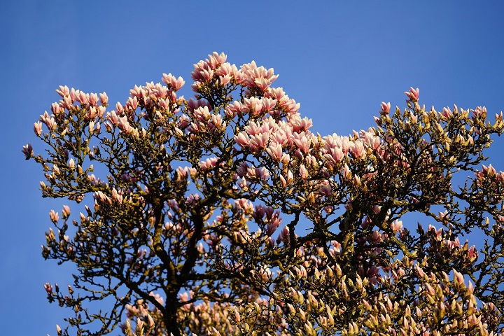 A magnólia tem um significado simbólico em muitas culturas, frequentemente associada à nobreza, perseverança e pureza.