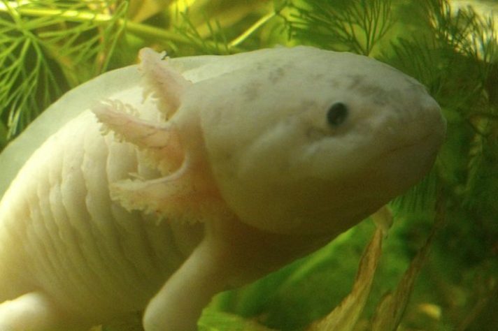 Axolote (Ambystoma mexicanum)