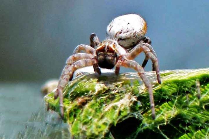 Aranhas “hippies”, aranha social africana, Stegodyphus dumicola - Bernard DUPONT/Wikimédia Commons
