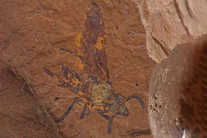 Mosca