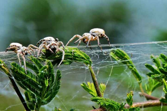 Aranhas “hippies”, aranha social africana, Stegodyphus dumicola - Bernard DUPONT/Wikimédia Commons