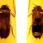 Eles, portanto, acreditam que os vaga-lumes tenham evoluído sua bioluminescência aérea- Fóssil de vaga-lume da Pré-história é descoberto em Mianmar - Cai et al./Biological Sciences