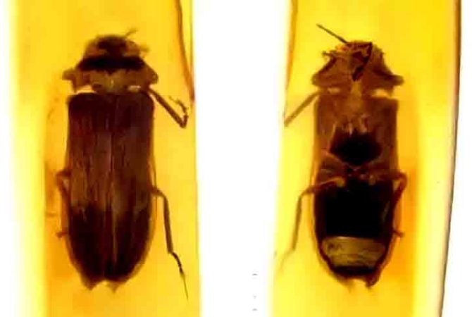 Fóssil de vaga-lume da Pré-história é descoberto em Mianmar