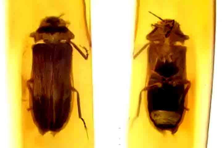 Eles, portanto, acreditam que os vaga-lumes tenham evoluído sua bioluminescência aérea- Fóssil de vaga-lume da Pré-história é descoberto em Mianmar - Cai et al./Biological Sciences