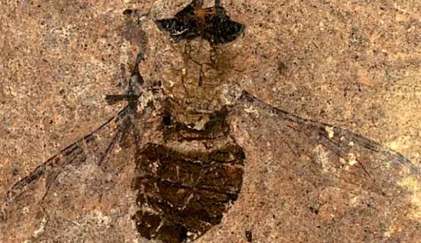 Mosca