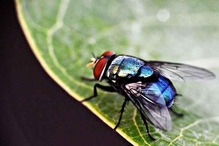 Mosca inseto