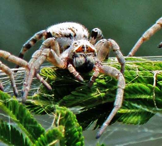Aranhas “hippies”, aranha social africana, Stegodyphus dumicola - Bernard DUPONT/Wikimédia Commons