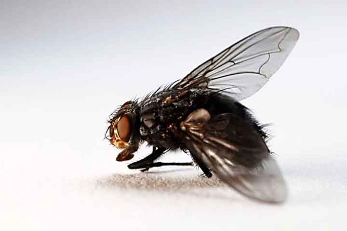 Mosca