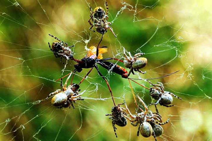 Fêmeas capturando uma vespa ichneumonidae - Aranhas “hippies”, aranha social africana, Stegodyphus dumicola - Wynand Uys/Wikimédia Commons