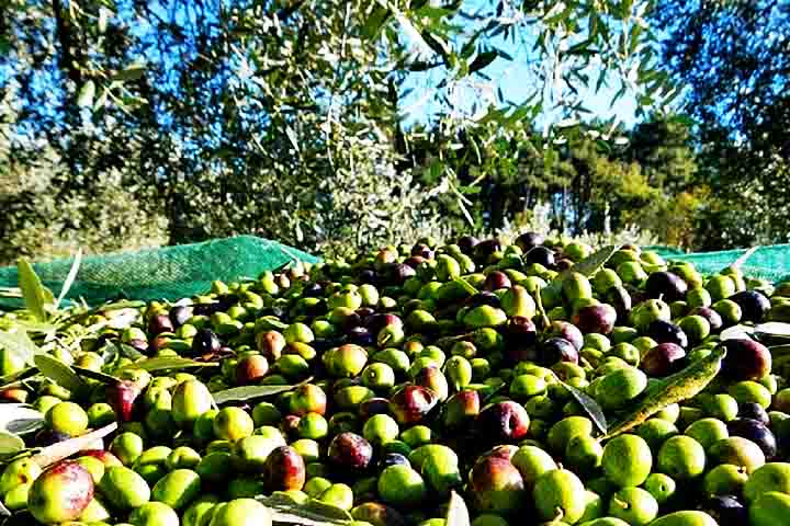A produção do azeite se inicia no cultivo da oliveira, árvore resistente que pode viver por séculos. 
