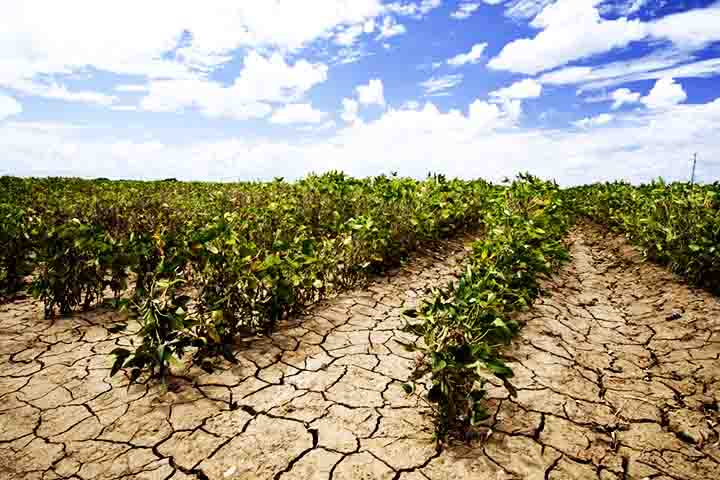 O evento de 1877 se tornou referência justamente porque seus efeitos ocorreram simultaneamente em diferentes continentes. O colapso de safras agrícolas atingiu populações inteiras em uma época em que grande parte da economia mundial dependia diretamente da agricultura local.