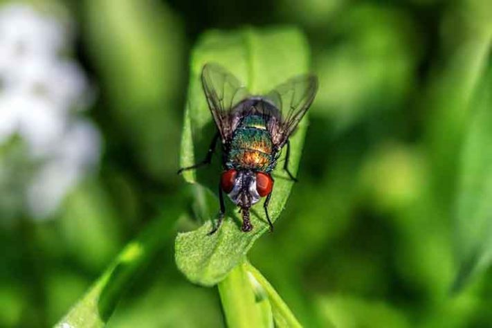 Mosca inseto