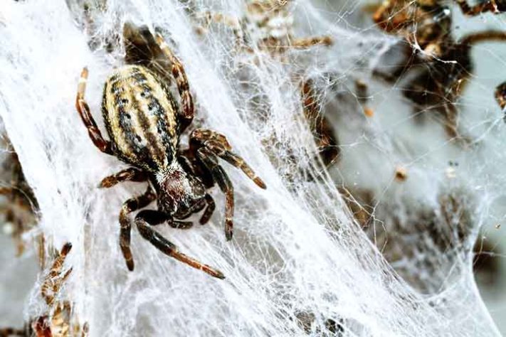 Aranhas “hippies”, aranha social africana, Stegodyphus dumicola - Flickr Graham Montgomery