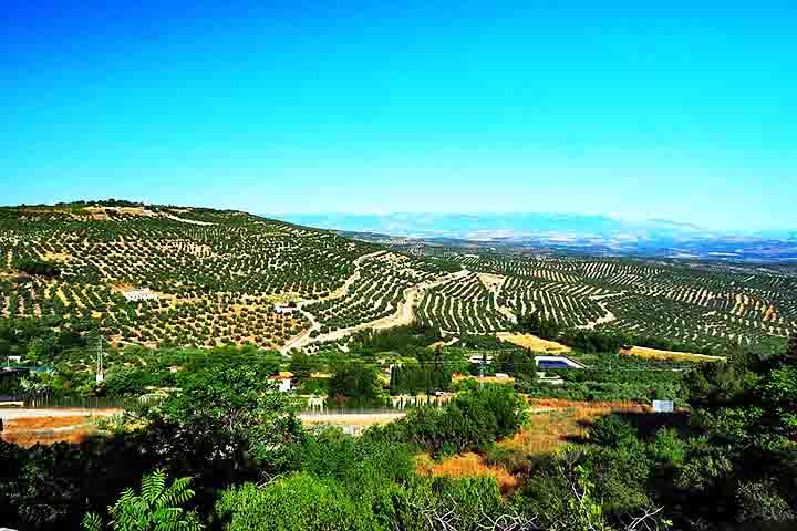 Hoje, seu cultivo e produção se expandiram para diversas regiões, inclusive no Brasil, onde estados do Sul e de Minas Gerais vêm conquistando destaque internacional pela qualidade dos azeites produzidos.
