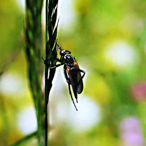 Mosca inseto