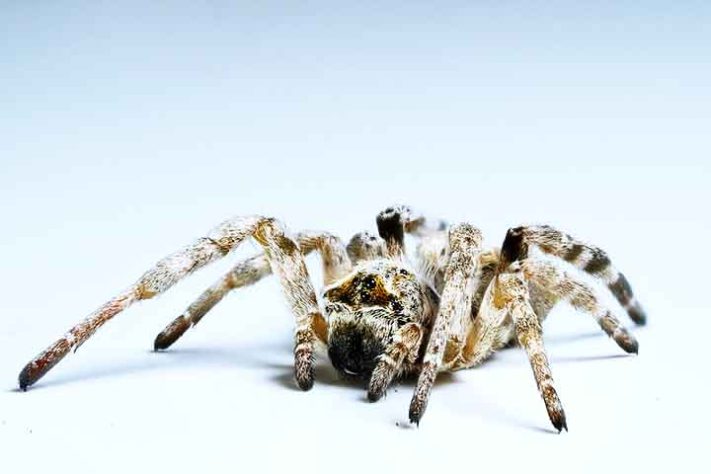 Aranhas “hippies”, aranha social africana, Stegodyphus dumicola - Flickr Daniel Zurek