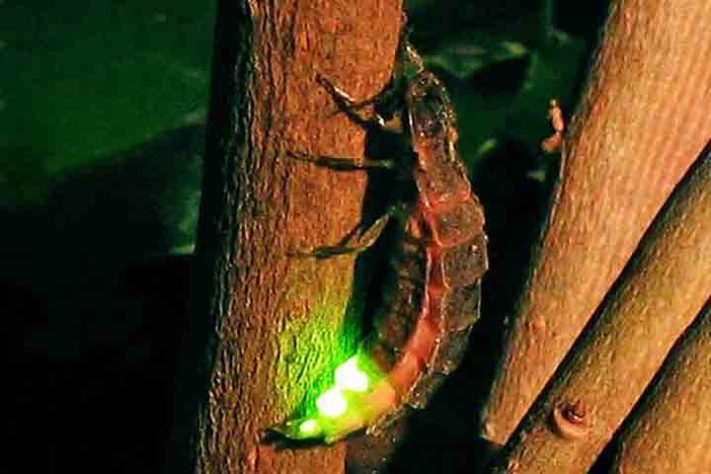 vaga-lumes