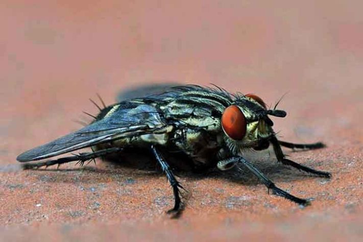 Mosca inseto