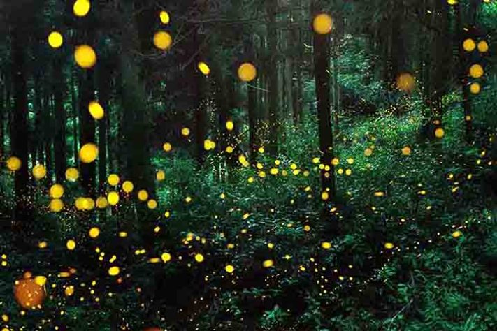 vaga-lumes