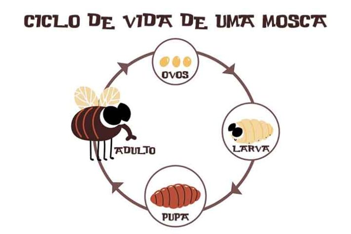 Mosca inseto