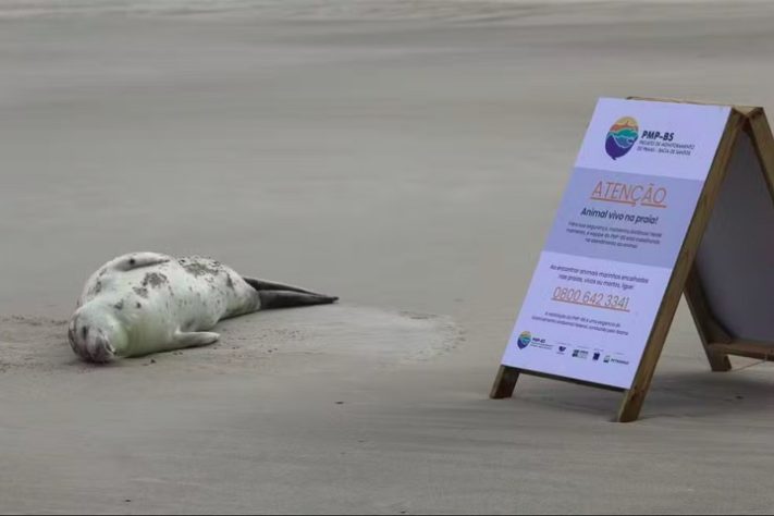 Espécie de foca natural da Antártida é encontrada no litoral catarinense