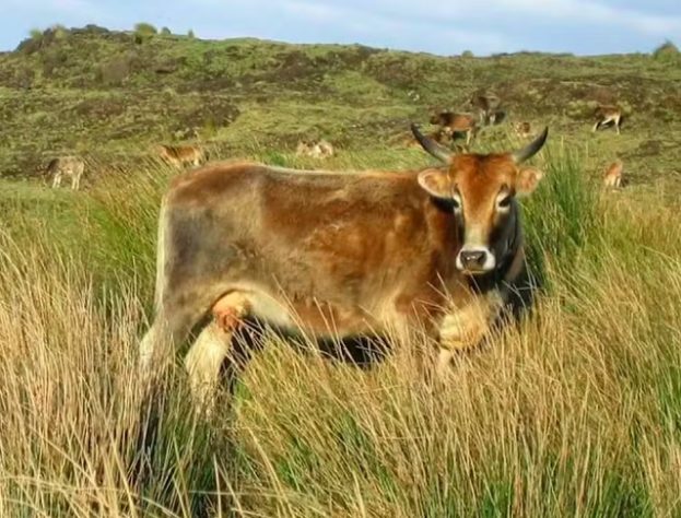 Vacas introduzidas na Ilha Amsterdã