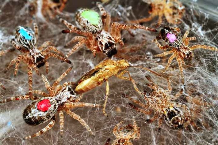Aranhas “hippies”, aranha social africana, Stegodyphus dumicola - Flickr Graham Montgomery