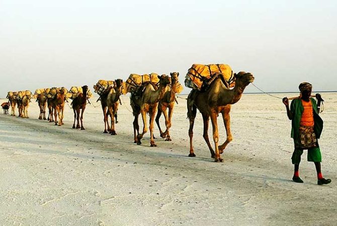 Seres das paisagens desérticas: Peculiaridades dos camelos que impressionam