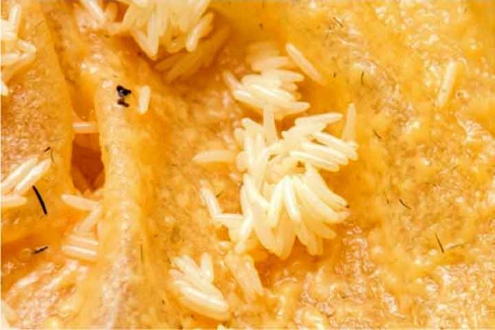 Mosca inseto