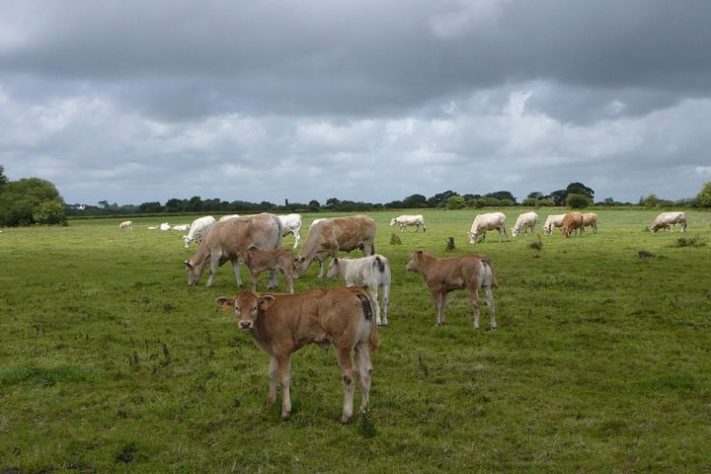 Vacas introduzidas na Ilha Amsterdã
