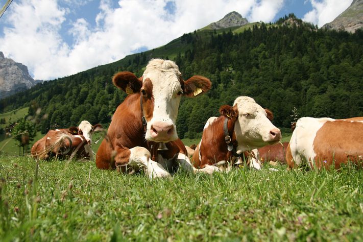 Gado taurino europeu (Bos taurus taurus)
