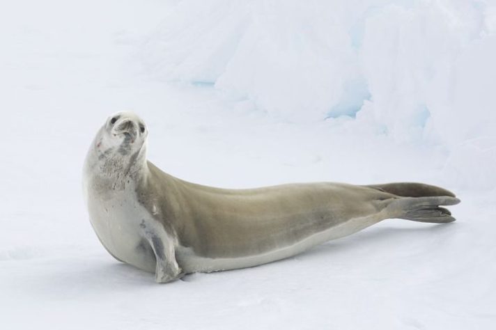Foca-caranguejeira (Lobodon carcinophagus)