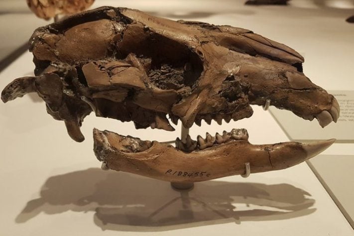 Fóssil de canguru-gigante (Protemnodon)