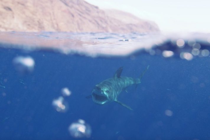 Tubarão-branco na Ilha de Guadalupe, Caribe