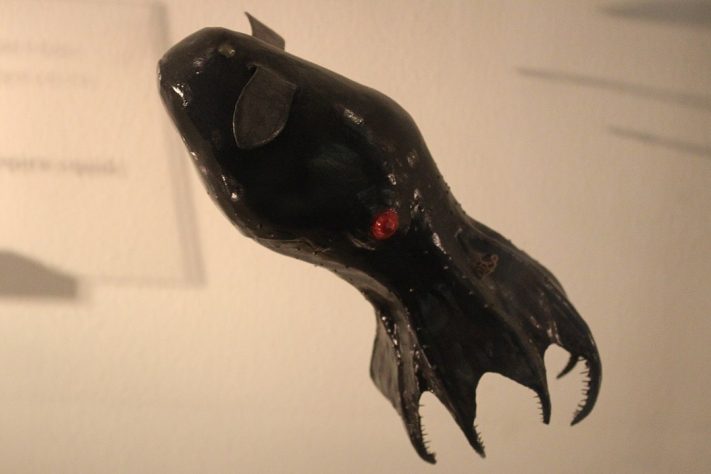 Montagem - Lula-vampira-do-inferno (Vampyroteuthis infernalis)