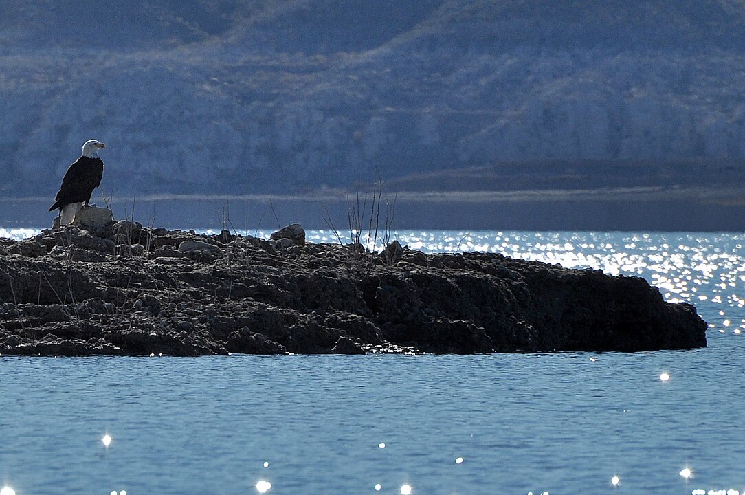 O Lake Mead está situado a 40 minutos de carro de Las Vegas. É o maior lago artificial dos EUA. É uma área de recreação popular para esportes aquáticos, como caiaque, pesca e passeios de barco, além de trilhas ao redor de suas margen-Lake Mead NRA Public Affairs  wikimedia commons