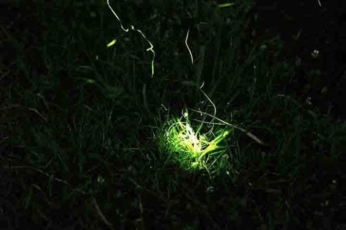 vaga-lumes