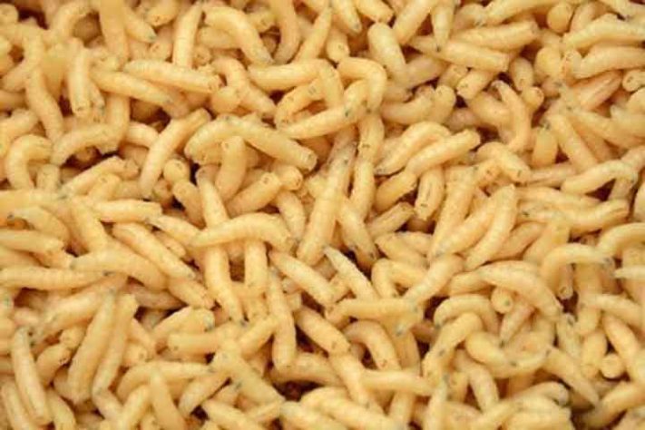 Larvas de mosca
