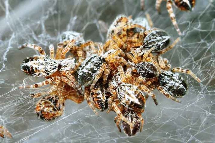 Aranhas “hippies”, aranha social africana, Stegodyphus dumicola - Flickr Graham Montgomery