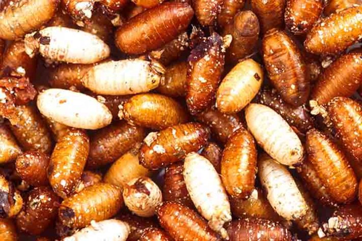 Mosca inseto 