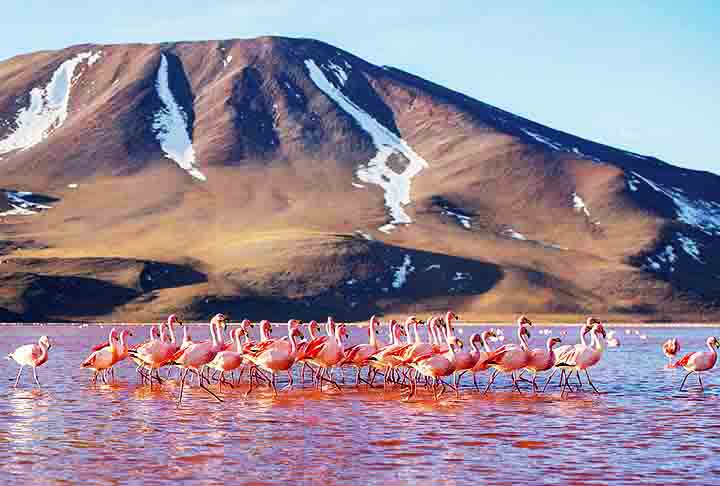 O salar também é de grande importância para a fauna local, como flamingos, vicunhas e outros animais adaptados ao clima extremo e ao ambiente seco.