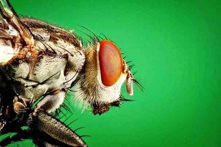 Mosca inseto